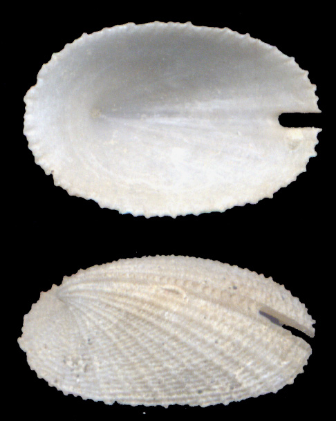 Emarginula adriatica